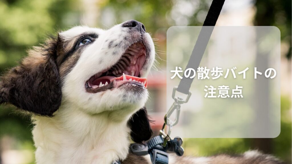 犬の散歩バイトの注意点